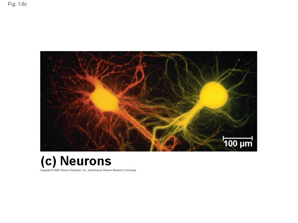 Fig. 1-6c (c) Neurons 100 µm